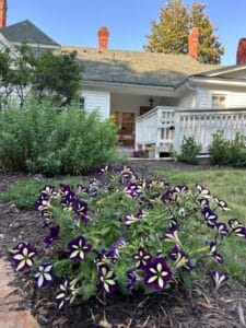 Purple and white petunias in the forefront of a white house.