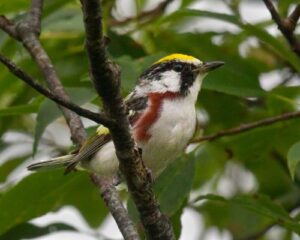 Chestnut-sided Warbler in a green tree. 