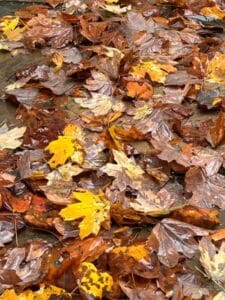 Fall leaves in colors of brown and yellow.