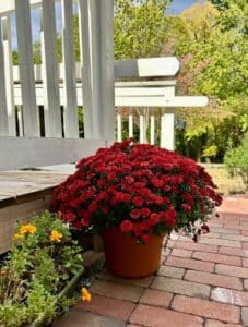 Red mums on brick sidewalk and white railing. 