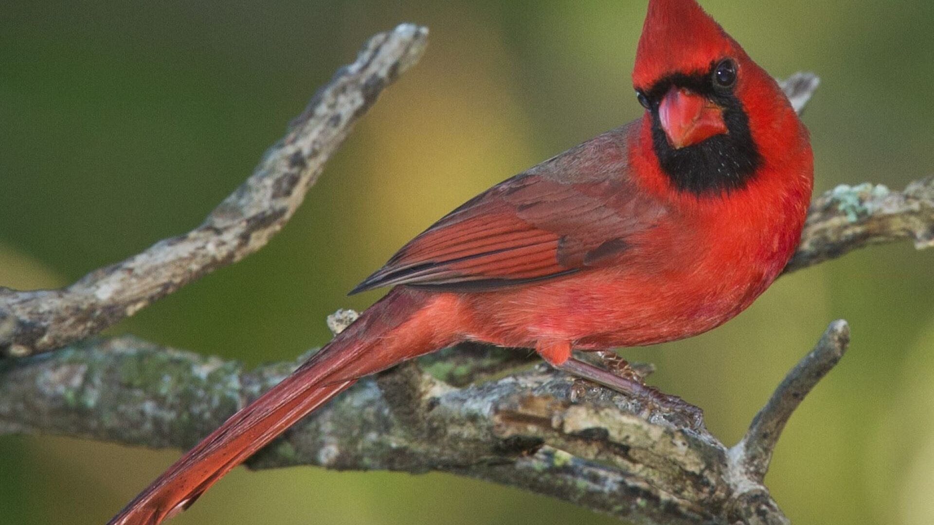 A red Northern Cardinal perched on a branch.