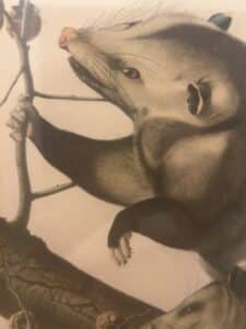 Black and white drawing of Opossum. 