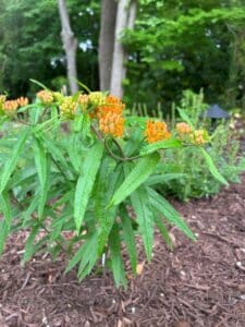 Orange butterfly weed.