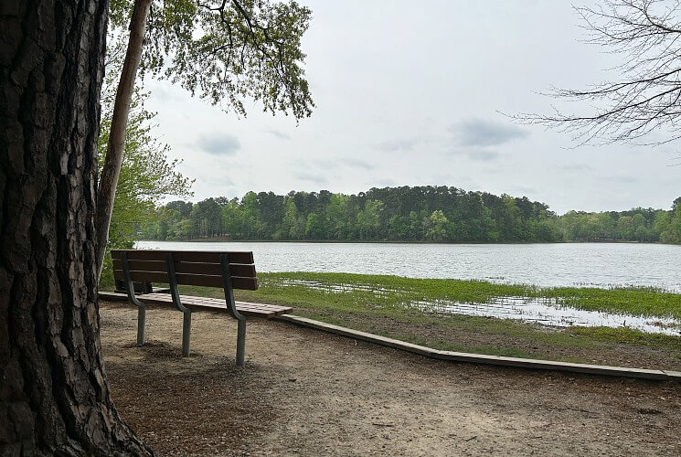 A single bench by a tree facing a large pond surrounded by trees