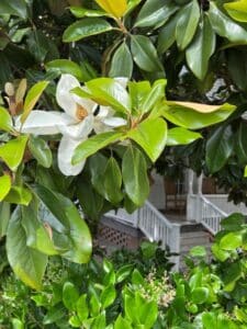 White Magnolia tree bloom in front of porch at Banks Bed and Breakfast.
