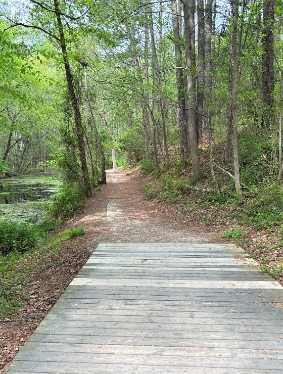 Single walking path in the woods with tall trees and a nearby river